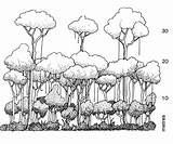 Rainforest Drawing Tropical Forest Trees Tree Sketch Diagram Ecosystem Draw Layers Animals Canopy Stratification Layer Drawings Facts Sketches Learn Habitat sketch template