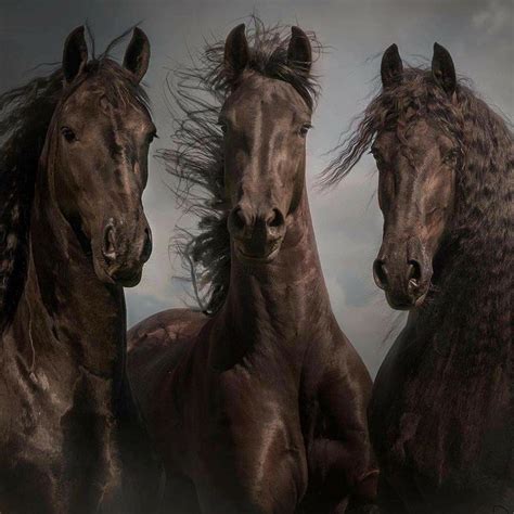 pin  linda gaddy  donkeys horses mules horses horse aesthetic friesian horse