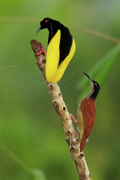 A Male Twelve Wired Bird Of Paradise Photograph By Tim Laman