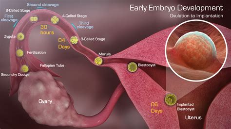 medical animation explaining stages  pregnancy