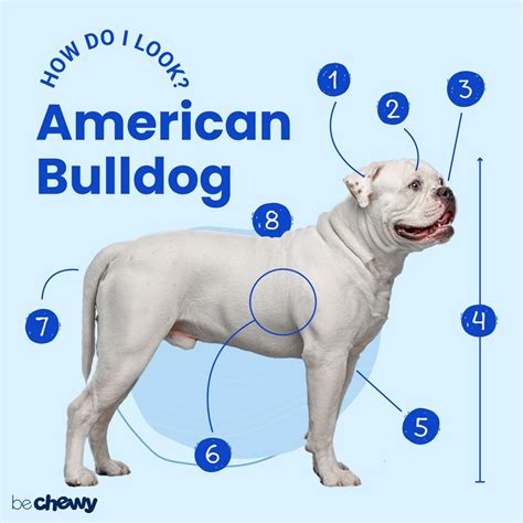 american bulldog breed characteristics care  bechewy