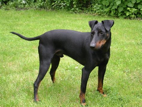manchester terrier dog breed pictures information