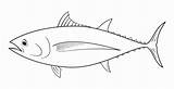 Fish Tuna Drawing Coloring Pages Paintingvalley sketch template