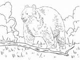 Bear Forest Coloring Bears Pages Printable Color sketch template
