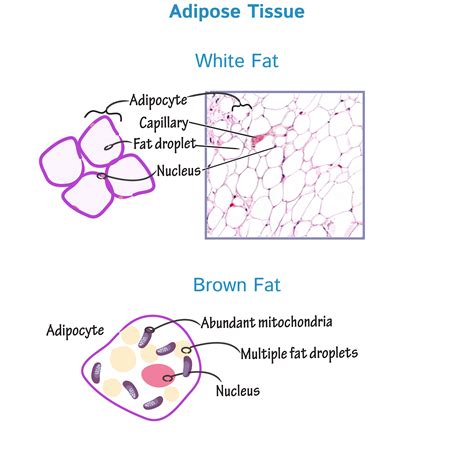gross anatomy glossary adipose tissue white  brown fat draw
