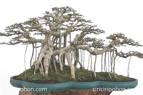 bagaimana  menanam bonsai beringin  mudah ciriciripohoncom