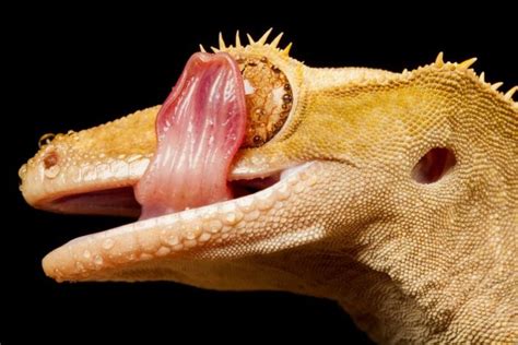 incredible gecko critter science