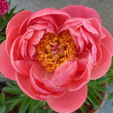 coral charm pure peonies
