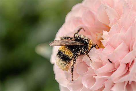helpful herbs   attract pollinators   garden