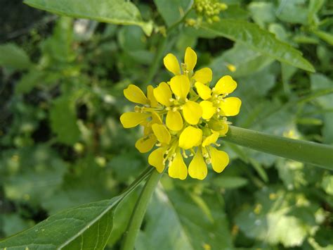 seeds indian mustard greens garden natural  gmo mildly spicy