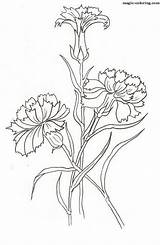 Coloring Dianthus Pages Carnation Magic Plants Flowers sketch template