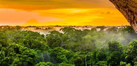 amazon rainforest  reach irreversible tipping point   years