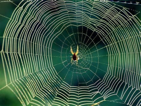 weekend diversion spider webs  drugs scienceblogs