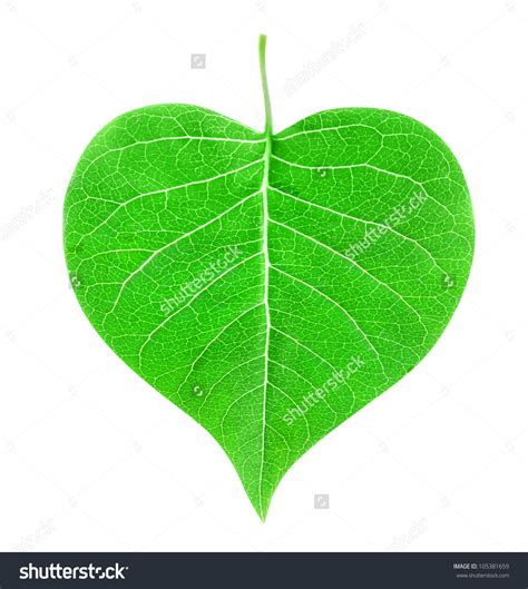 heart shaped leaves clipart clipground