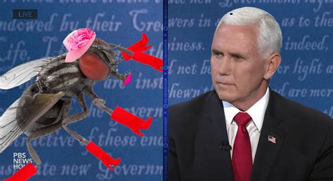 Fly On Mike Pence’s Head Secures Deal With Fashion Nova After Newfound