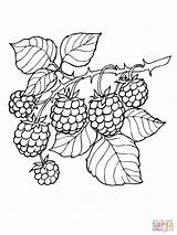 Coloring Blackberry Branch Raspberries Branches Vine Sheets Pages Dessin Colorear Para Moras Template Blackberries Dibujo Supercoloring Drawing sketch template