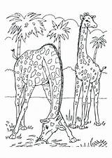 Coloring Giraffes Kleurplaat Giraf Pages Large Edupics sketch template