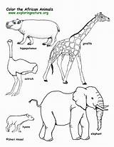 Coloring Animals Pages Grassland Safari African Popular sketch template