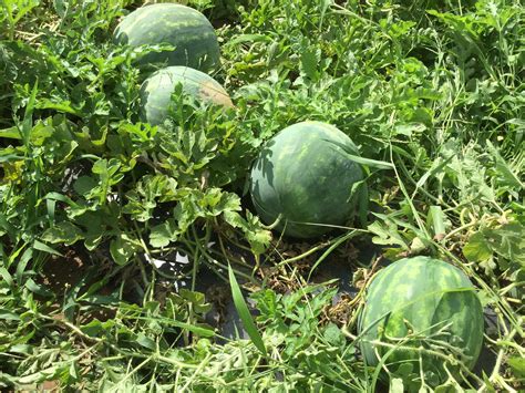 watermelons gain ground  soils dry  temps increase mississippi