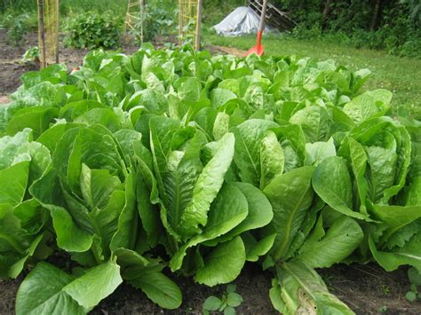growing lettuce growin crazy acres