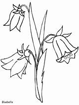 Bunga Flower Bluebells Mewarnai Albastrele Terompet Bluebell Sketsa Texas Clopotel sketch template
