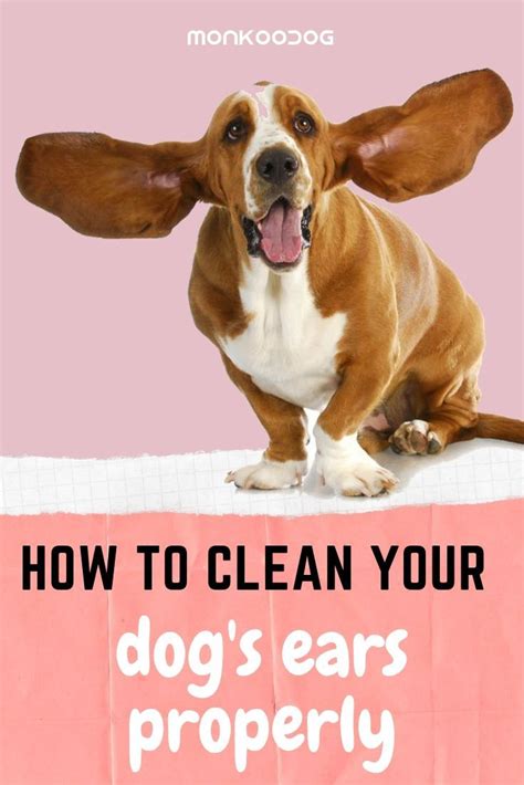 clean  dogs ears properly  dog smart dog dog ear