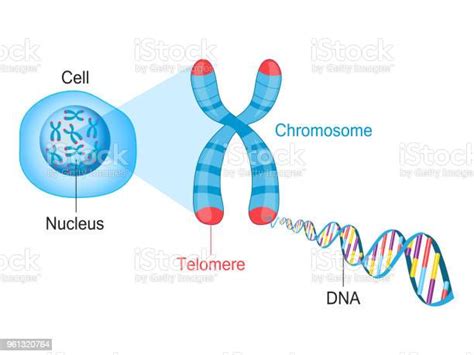 Ilustración De Adn Y Cromosoma Telómero Y Más Vectores Libres De