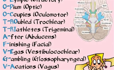 molly marie  twitter dirty mnemonics  learn   cranial nerves