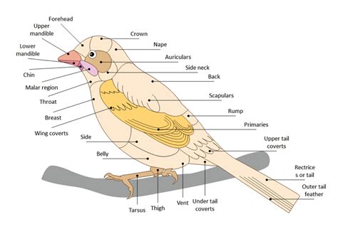 guide  understand bird  diagram edrawmax