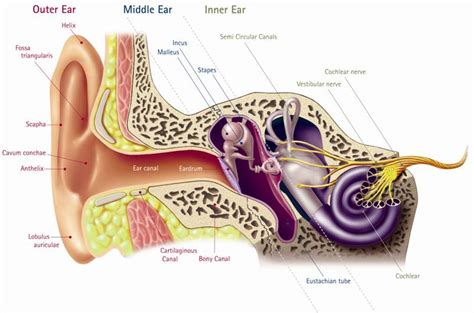 anatomy   human ear   ear health life media