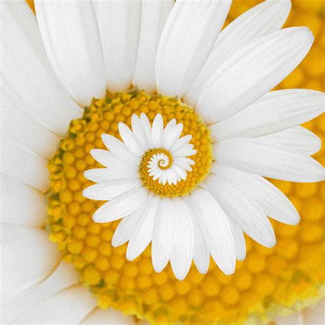 Flower  Find And Share On Giphy