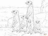 Meerkats Meerkat Malvorlagen Tiere Standing Supercoloring Stokstaartje Kleurplaat Kostenlose Fang sketch template