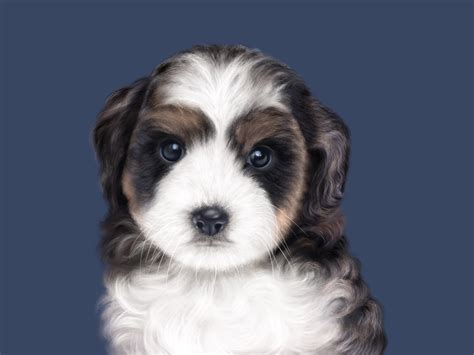 realistic puppy portrait  tatiana tatyworks  dribbble