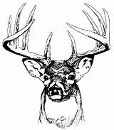 Buck Coloring Pages Deer Clip Clipart Hunting Mule Head Graphics Drawing Sketch Whitetail Gif sketch template