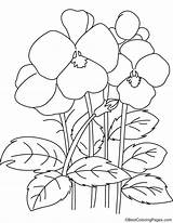 Pansy Coloring Flowers Flower Getcolorings Printable Getdrawings Pages sketch template