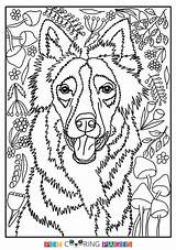 Collie Border Coloring Pages Getcolorings Color Colori sketch template