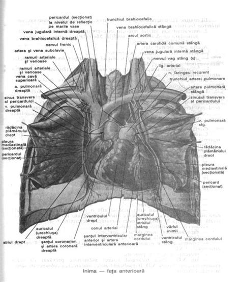 anatomia si fiziologia inimii