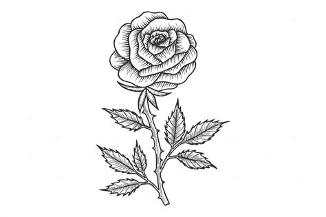rose flower sketch engraving vector custom designed illustrations creative market