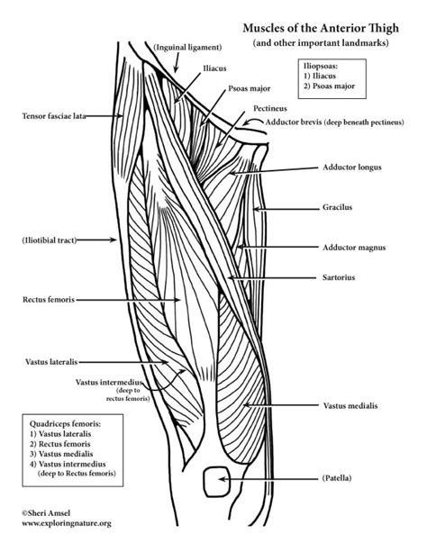 human leg muscles  tendons