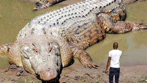 xxl krokodil ist dieses unglaubliche maximo foto echt oder fake