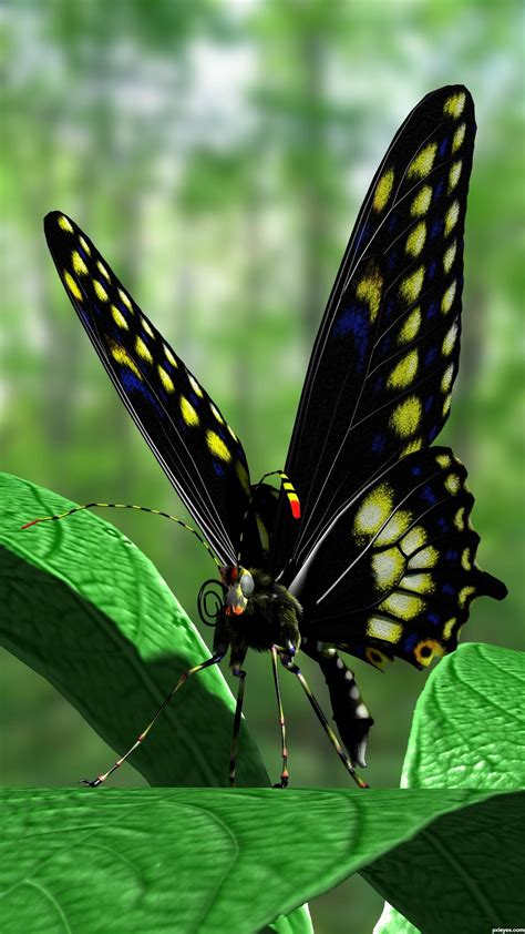 black butterfly picture  coydog  butterfly  contest kelebekler