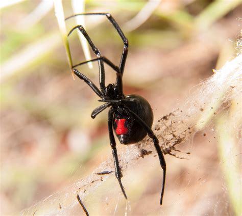 black widow spider pest control  utah stewarts