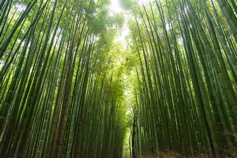 bamboe bomen grandlife