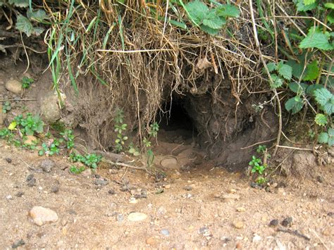 filerabbit burrow entrancejpg wikipedia