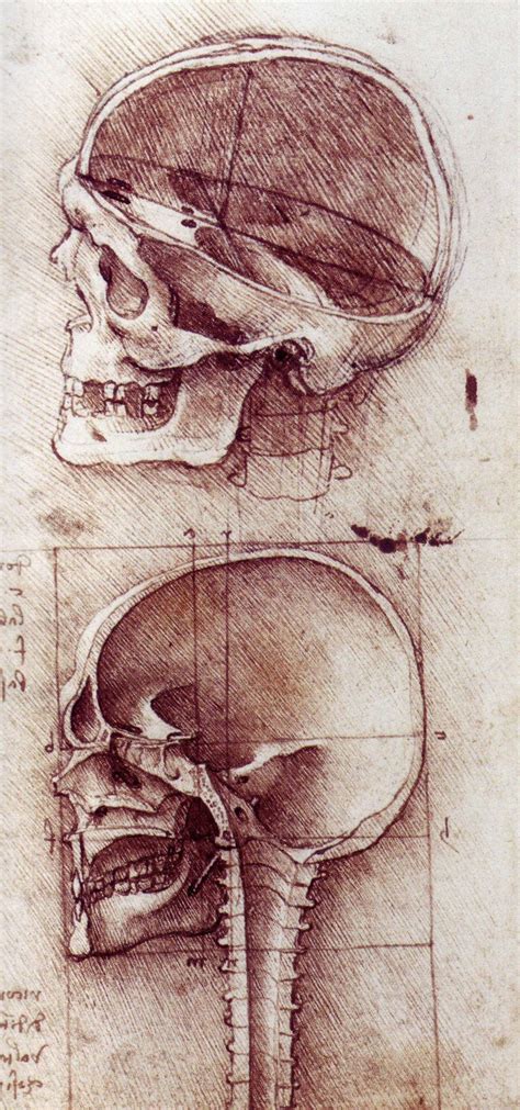 Skull Drawing Anatomical 1489 Art Human Skull Skull