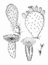 Cactus Prickly Sketch Plains sketch template