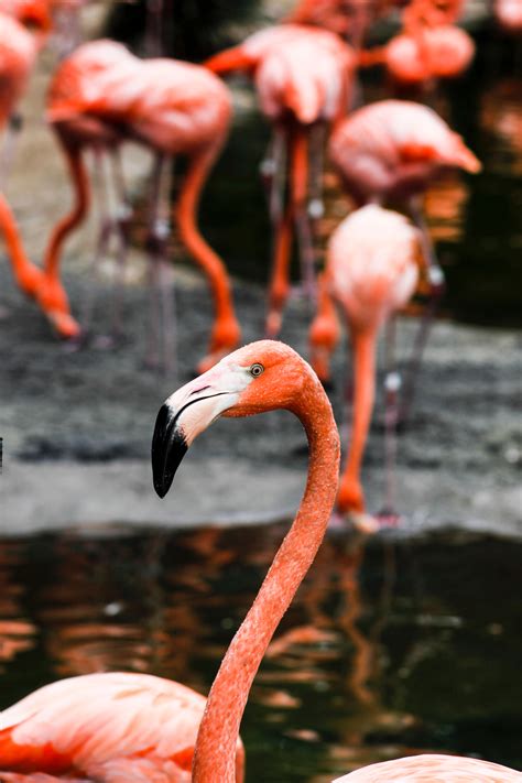 photo pink flamingo animals lake wildlife   jooinn