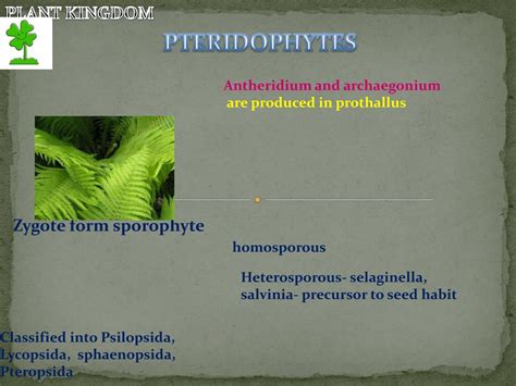 ppt algae bryopytes pteridophytes gymnosperms and angiosperms