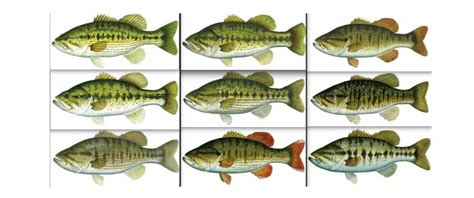 Types Of Bass Their Defining Features Learn The Difference