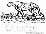 Cheetah Coloring Pages Printable Baby Cub Running Print Drawing Easy Animal Adults Clipart Color Cubs Realistic Getdrawings Getcolorings Animals Popular sketch template